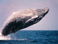 HumpbackWhale-cWanettaAyers.jpg